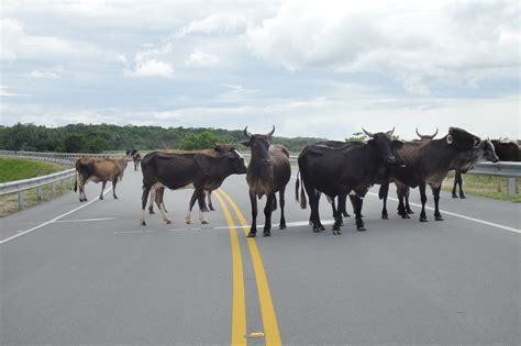 cows loose on highway
